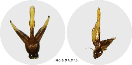 コモンシジミガムシの交尾器