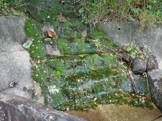 ウスリーマメゲンゴロウの生息環境