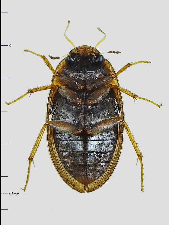 Helochares nipponicus Hebauer, 1995?