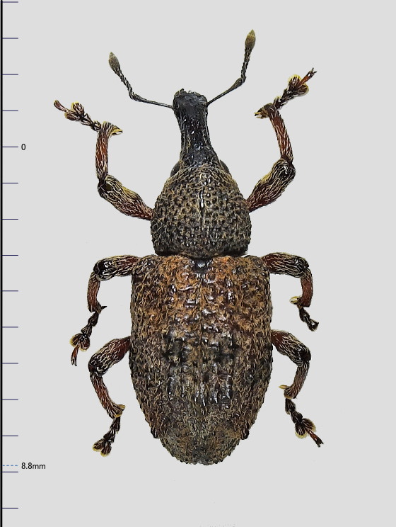 アナアキゾウムシの仲間