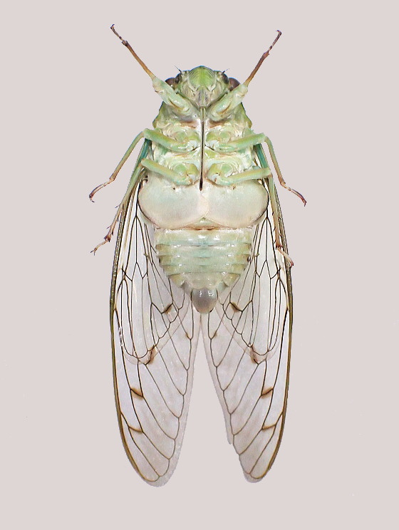 Hyalessa sp.