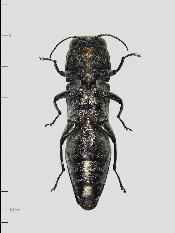 Agrilus euonymi Tôyama,1985