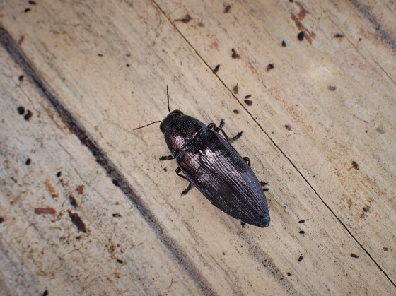 クロタマムシ♀
