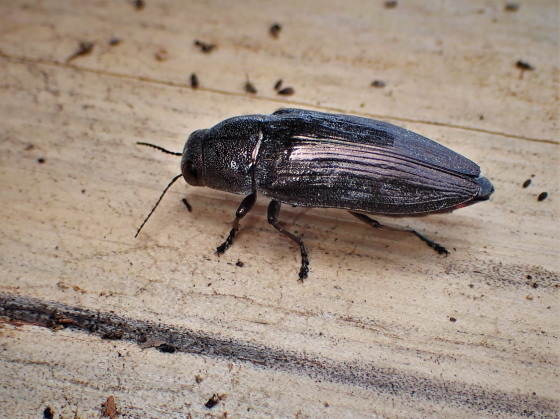 クロタマムシ♀