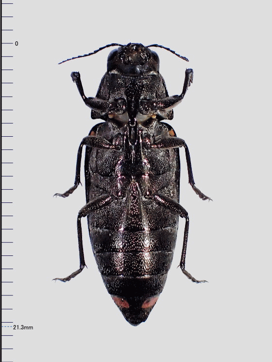 クロタマムシ♀腹面