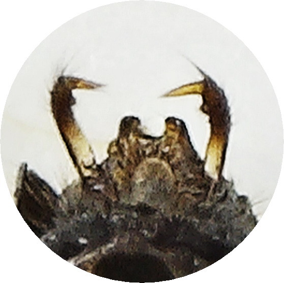 ホシミズギワカメムシ?