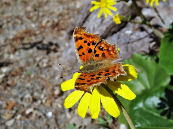 Polygonia c-aureum (Linnaeus, 1758)