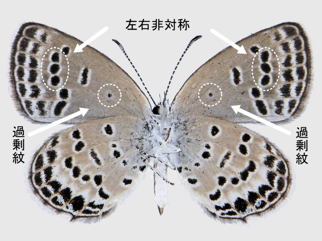 対馬産クロツバメシジミの斑紋変異 | 虫つれづれ＠対馬v2