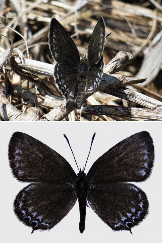 対馬産クロツバメシジミの斑紋変異 | 虫つれづれ＠対馬v2