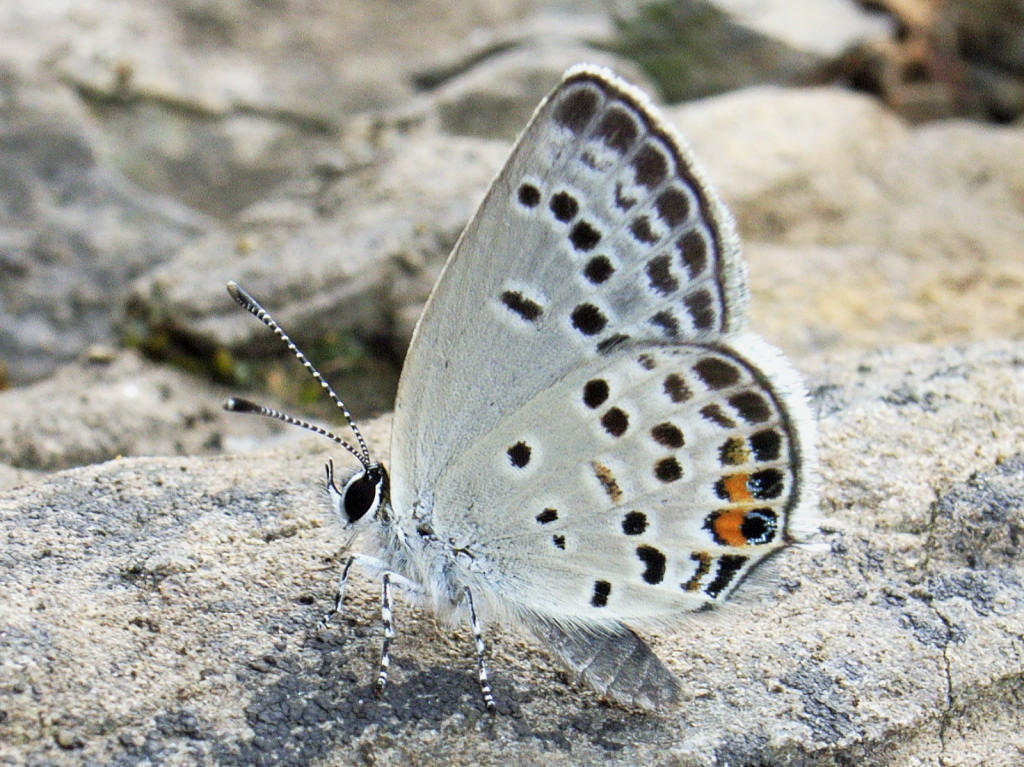 対馬産クロツバメシジミの斑紋変異 | 虫つれづれ＠対馬v2