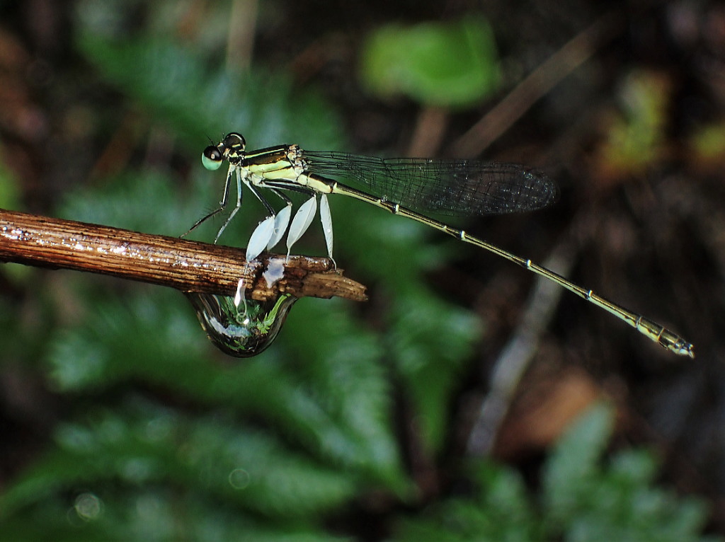 日本初記録のチョウセングンバイトンボを対馬で発見 | 虫