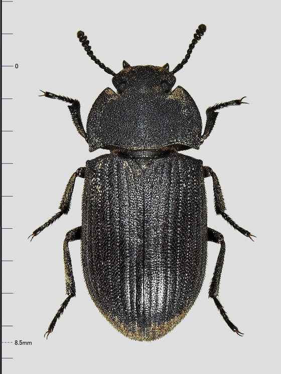 ヤマトスナゴミムシダマシ | 虫つれづれ＠対馬v2