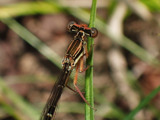 Platycnemis phyllopoda Djakonov, 1926