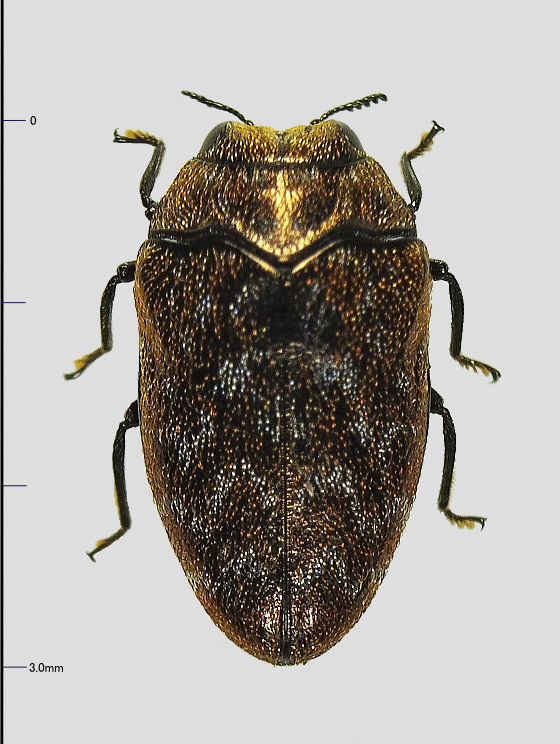 フカヒレ　ムカシタマムシ yamato_160710_tonosaki6.jpg