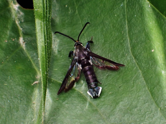  Nokona pernix (Leech, 1889)