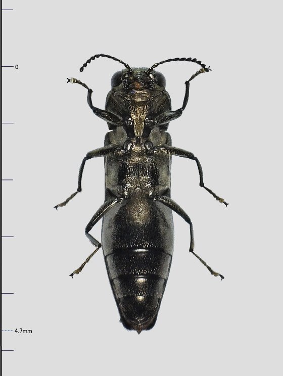 Agrilus daimio Obenberger, 1936