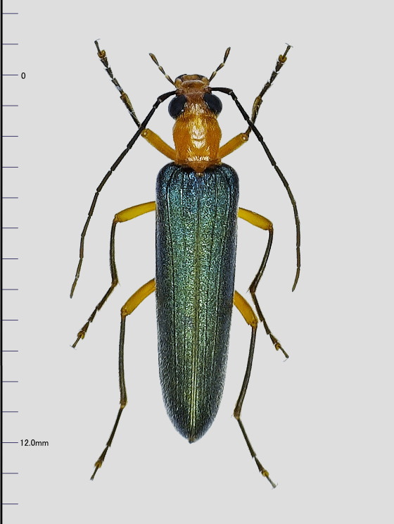 アオカミキリモドキ キイロカミキリモドキ | 虫つれづれ＠対馬v2