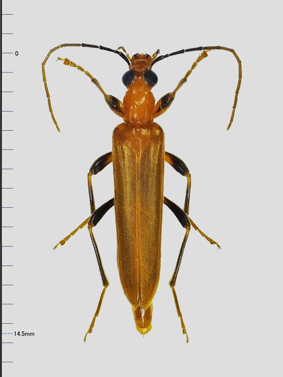 クロモンキイロイエカミキリ♂♀ペア カミキリムシ（日本産カミキリ970種写真公開）