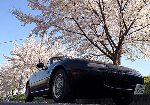 ロードスターと桜