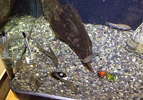 雑魚を飼う