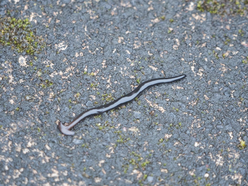 コウガイビル