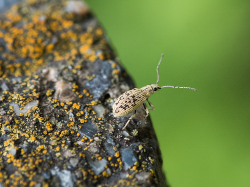 ケブカクチブトゾウムシ