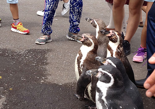ペンギン