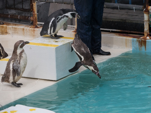 ペンギン