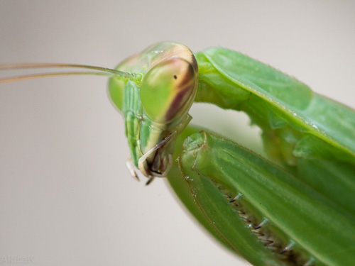 カマキリ