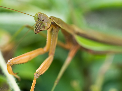 カマキリ