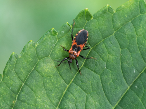 アカシマサシガメ
