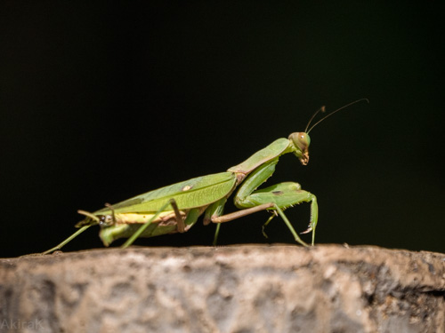 カマキリ