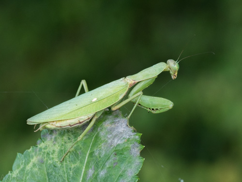 カマキリ