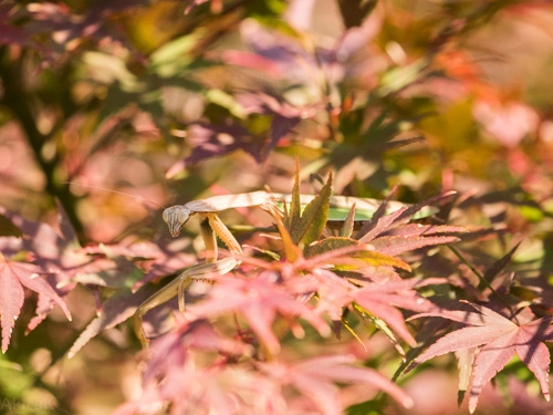 カマキリ