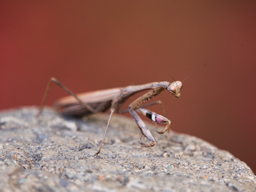 カマキリ