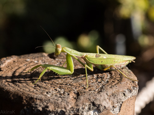 カマキリ