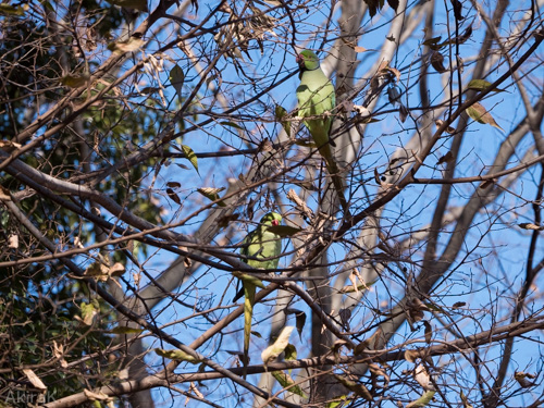 ワカケホンセイインコ
