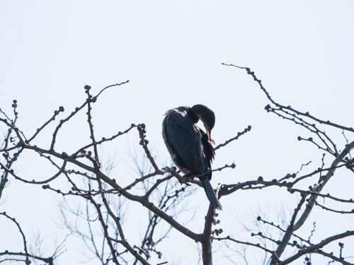 カワウ