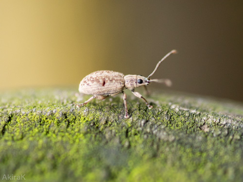 ケブカクチブトゾウムシ