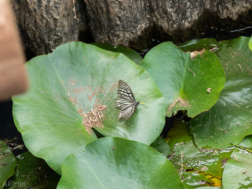 アカボシゴマダラ