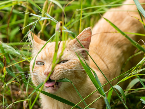 トラ猫