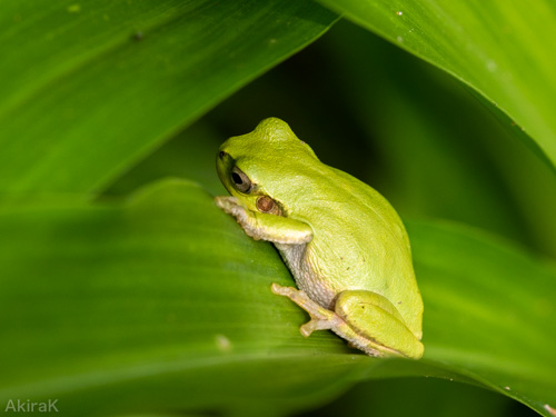ニホンアマガエル
