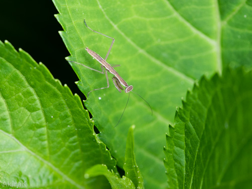 カマキリ