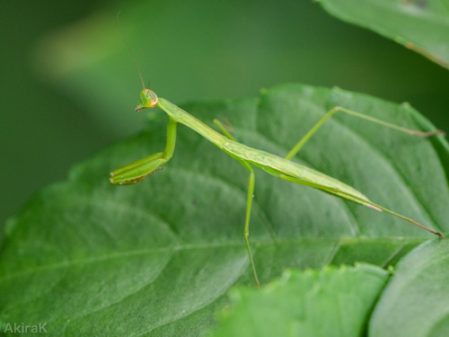 カマキリ