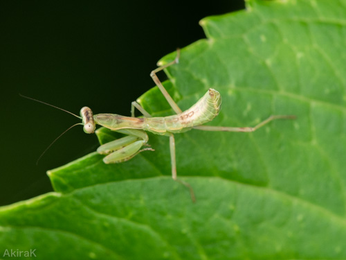カマキリ