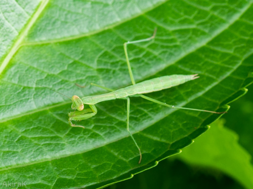 カマキリ