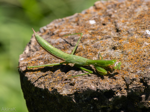 カマキリ