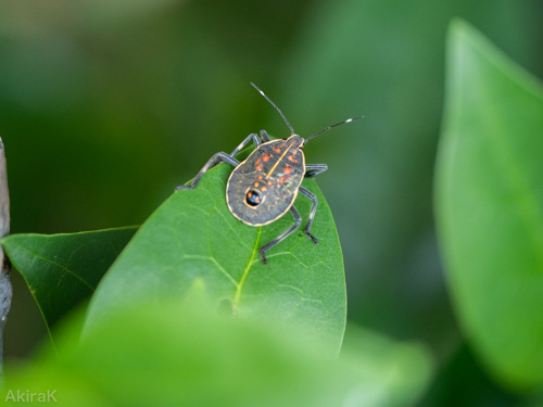 キマダラカメムシの幼虫