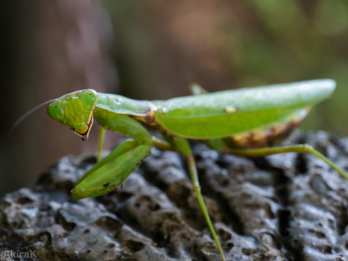 ハラビロカマキリ