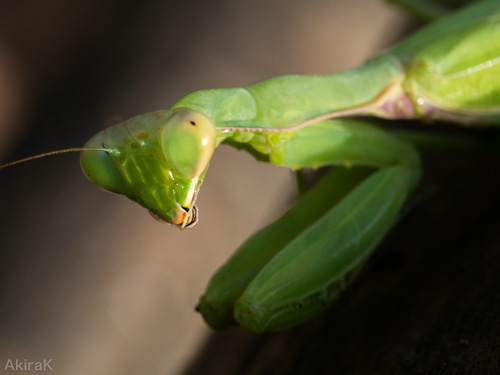 カマキリ
